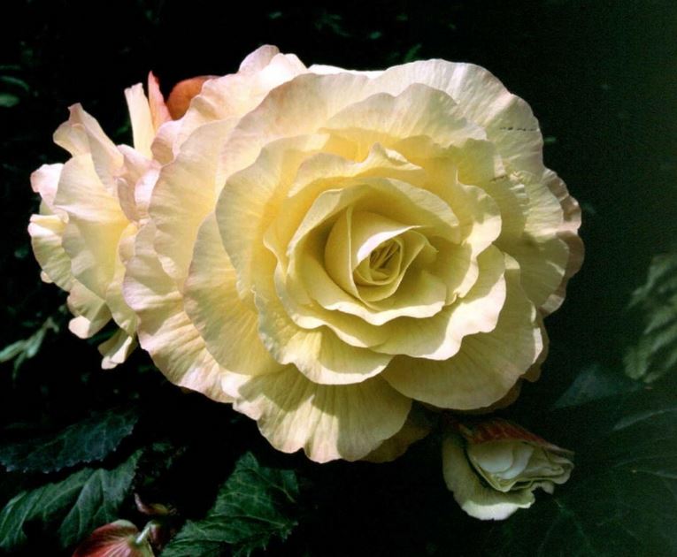 B. ‘Ann Craig’